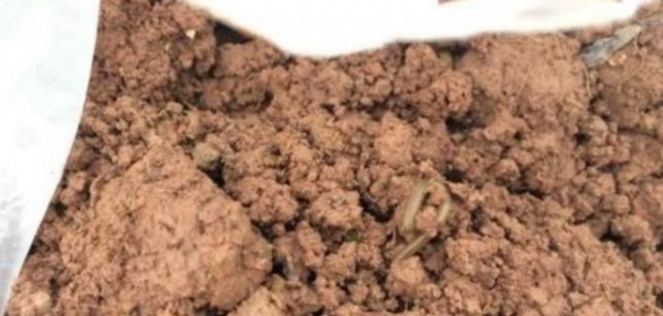 雞糞變廢為寶，通過利用堆肥菌將雞糞變?yōu)橛袡C化肥再利用