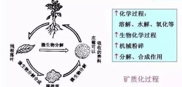 從土壤有機(jī)質(zhì)的轉(zhuǎn)化過程看出有機(jī)質(zhì)對土壤的重要性