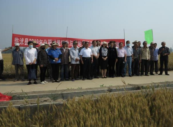 山東臨沭縣召開小麥減肥增效暨有機肥替代化肥示范現場觀摩會