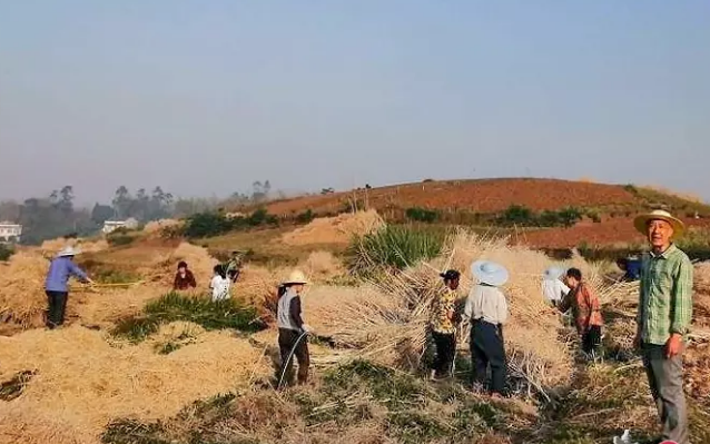 變廢為寶，自貢兩萬噸秸稈變身有機肥