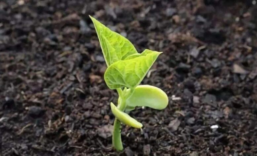 生物有機肥是顆粒的好還是粉狀的好？ 